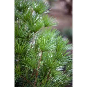 Detailaufnahme der grünen Nadeln einer Japanischen Schirmtanne (Sciadopitys verticillata).