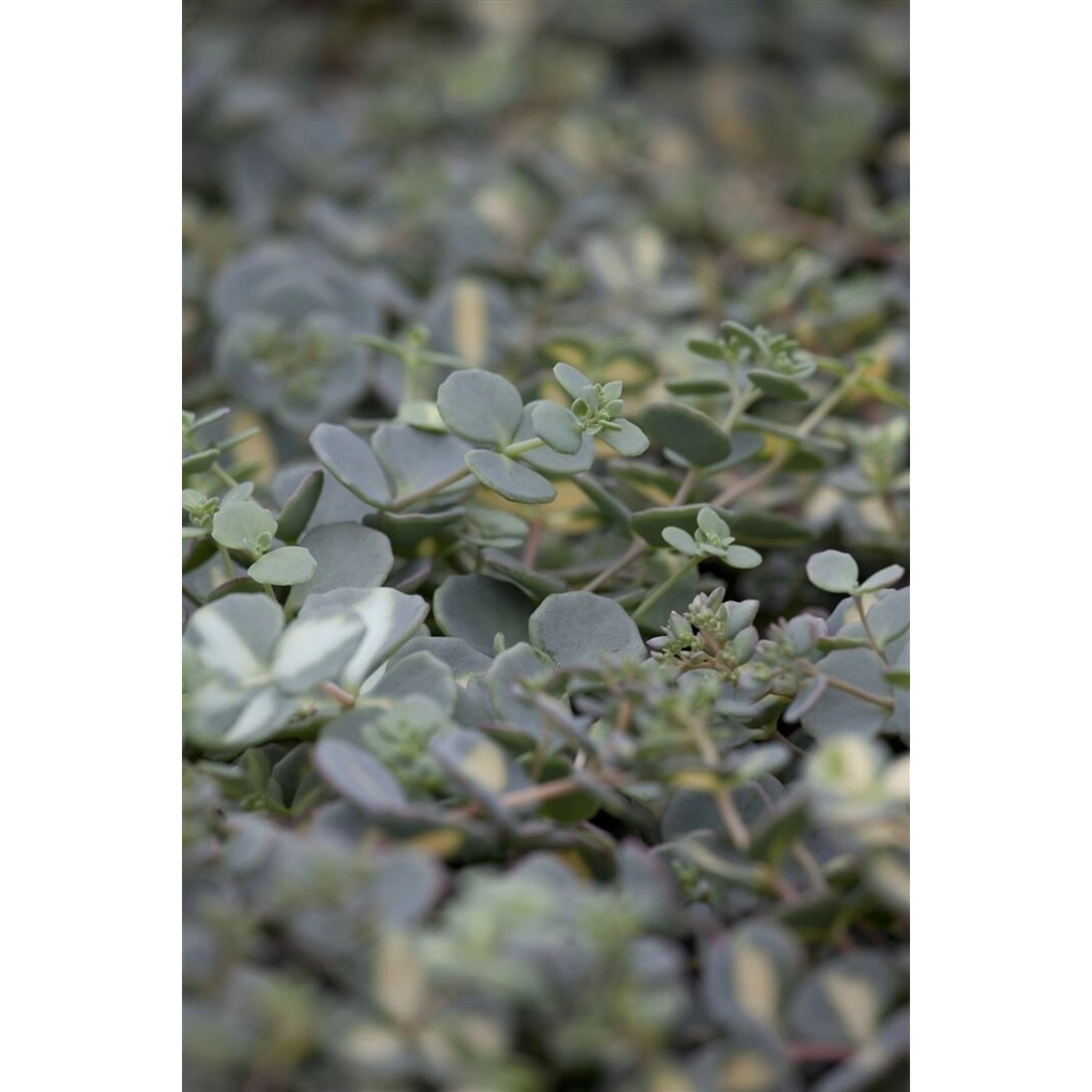 Sedum Sieboldii Oktoberle Sedum Ca. 9x9 cm Topf günstig online kaufen
