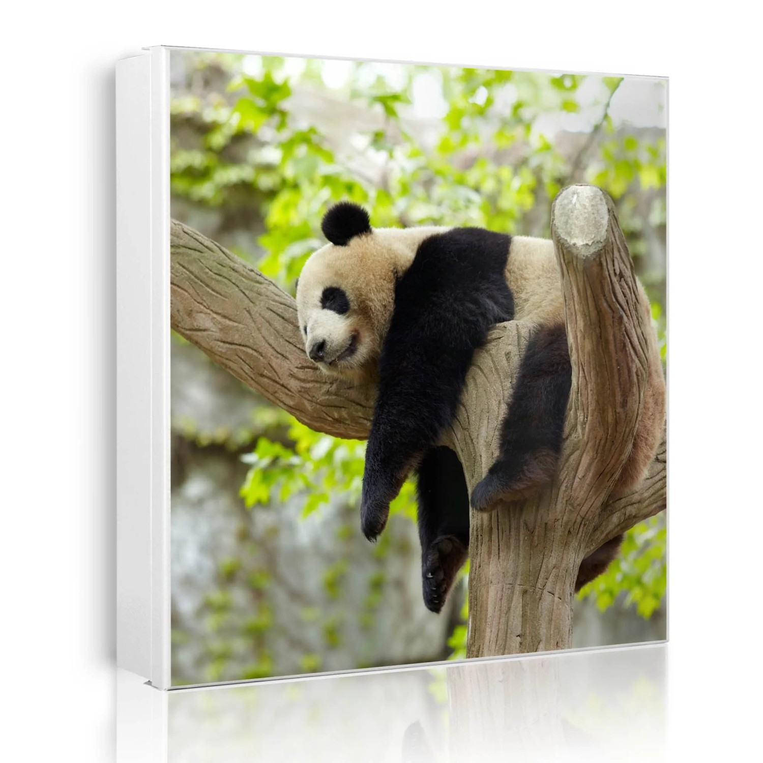 Banjado Großer Schlüsselkasten Metall 30x30cm Weiß Scharnier Rechts 50 Haken Beschreibbar Magnetisch Motiv Panda