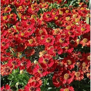 Nahaufnahme der roten Blüten der Sonnenbraut Rubinzwerg (Helenium cultorum) im Gartenbeet.