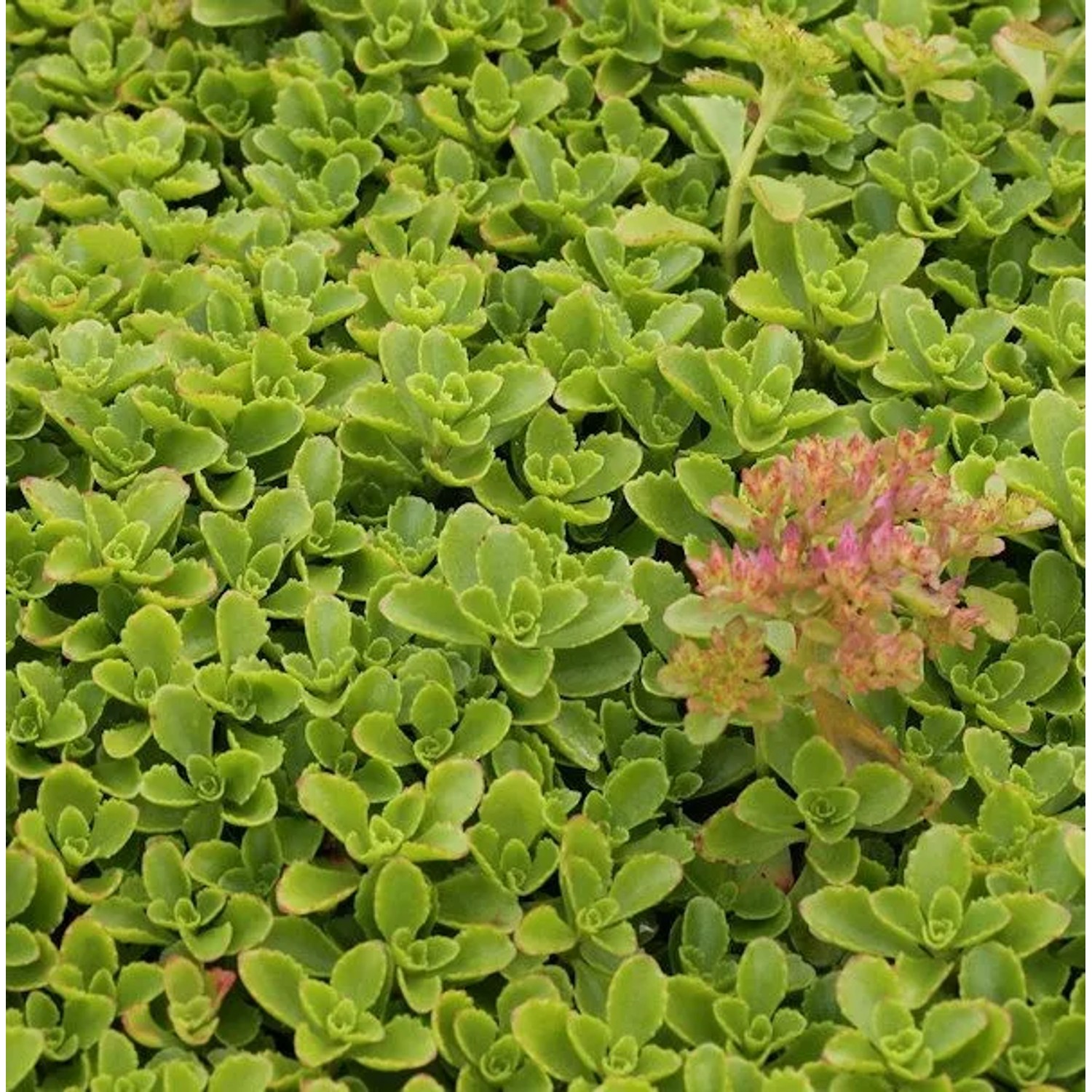 Kaukasus Asienfetthenne - Sedum spurium