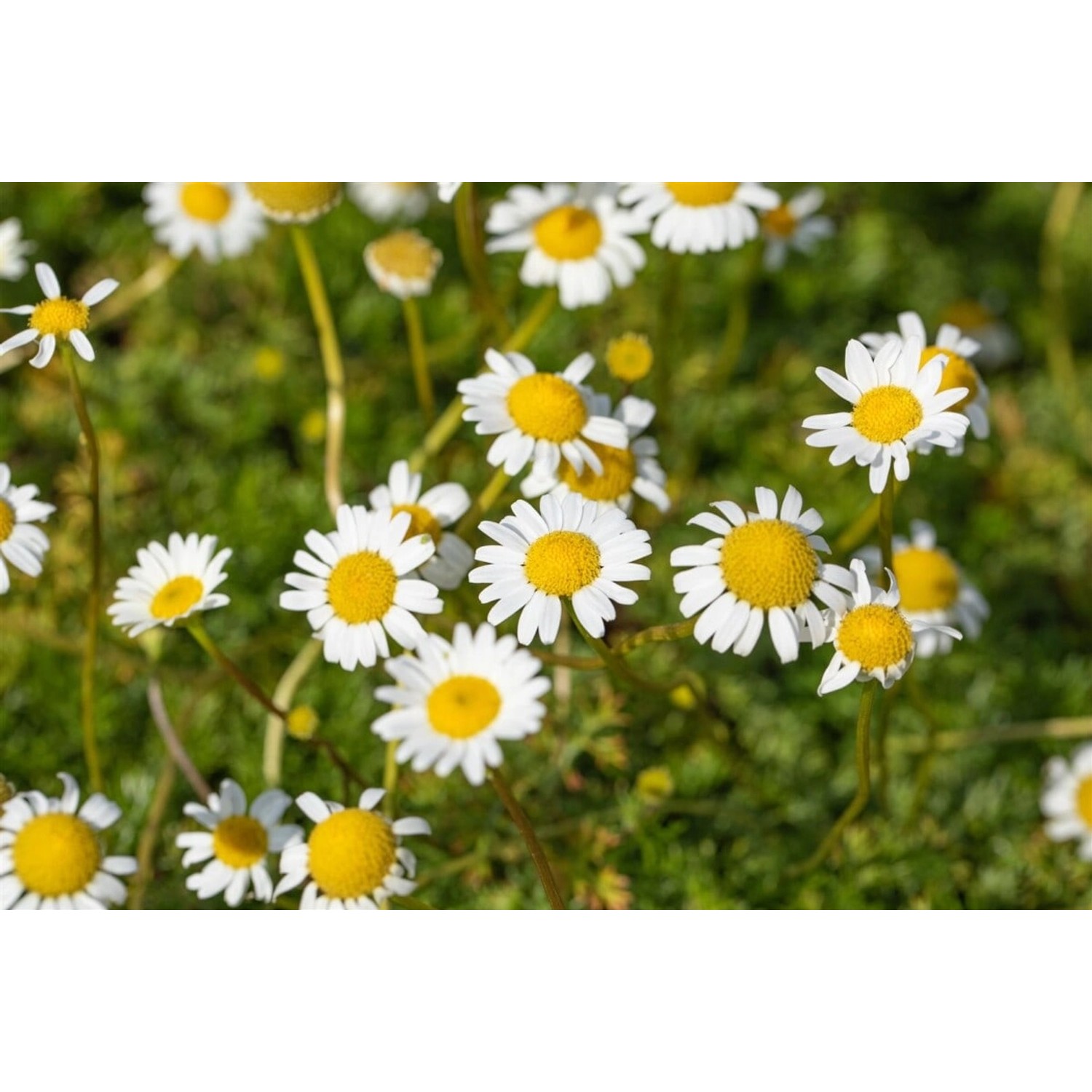 Matricaria Caucasica Kaukasishe Kamille Ca. 9x9 cm Topf günstig online kaufen