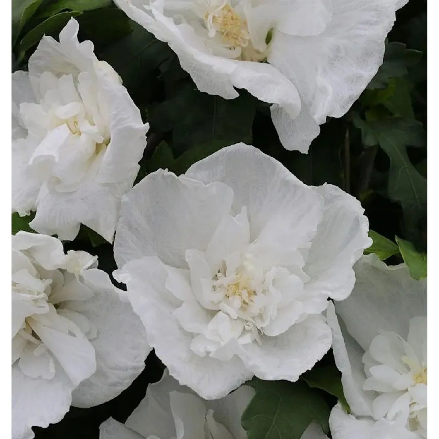 Garteneibisch Diana 40-60cm - Hibiscus