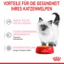 Royal Canin Kitten Nassfutter Gelee, 85g, mit Kätzchen und rotem Napf. Katzen-Nassfutter für gesunde Kätzchen.