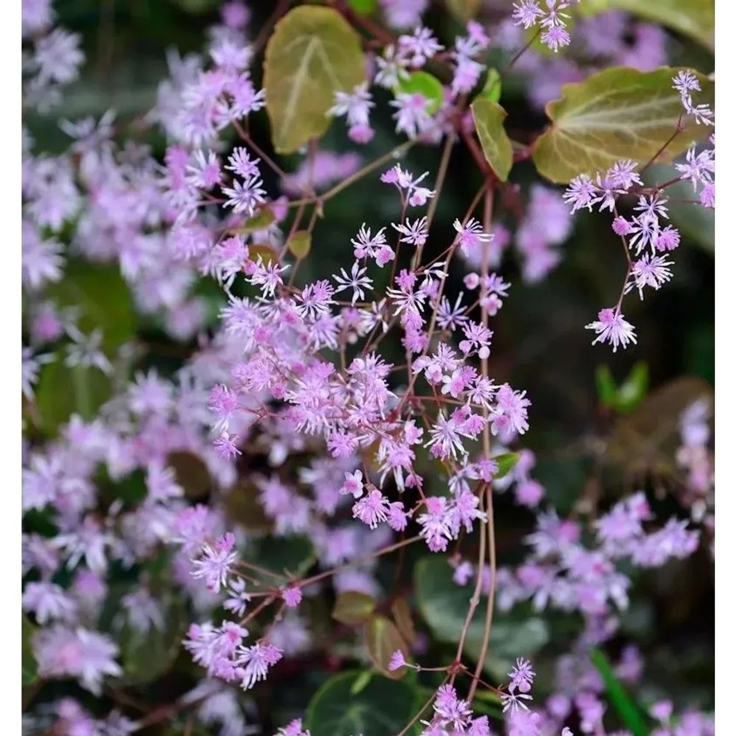 Akeleiblättrige Wiesenraute Black Stockings - Thalictrum aquilegifolium