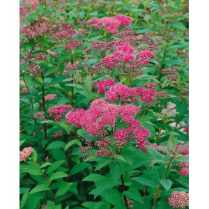 Japanische Spiere (Spiraea japonica) mit leuchtend rosa Blüten und grünen Blättern.