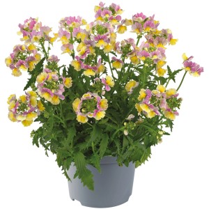 Elfenspiegel im Topf, Nemesia brachyscome mit gelben und rosa Blüten.