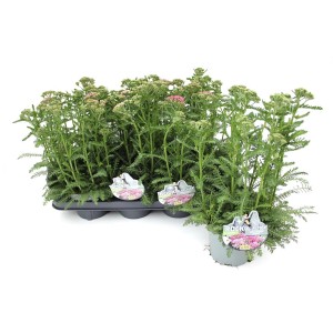 Gemeine Schafgarbe (Achillea Millenium), ca. 22 cm hoch, im Topf.