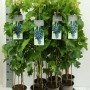 Vitis Vinifera Muscat Bleu Weinrebe im Topf, ca. 80-100 cm hoch, mit blauen Trauben.