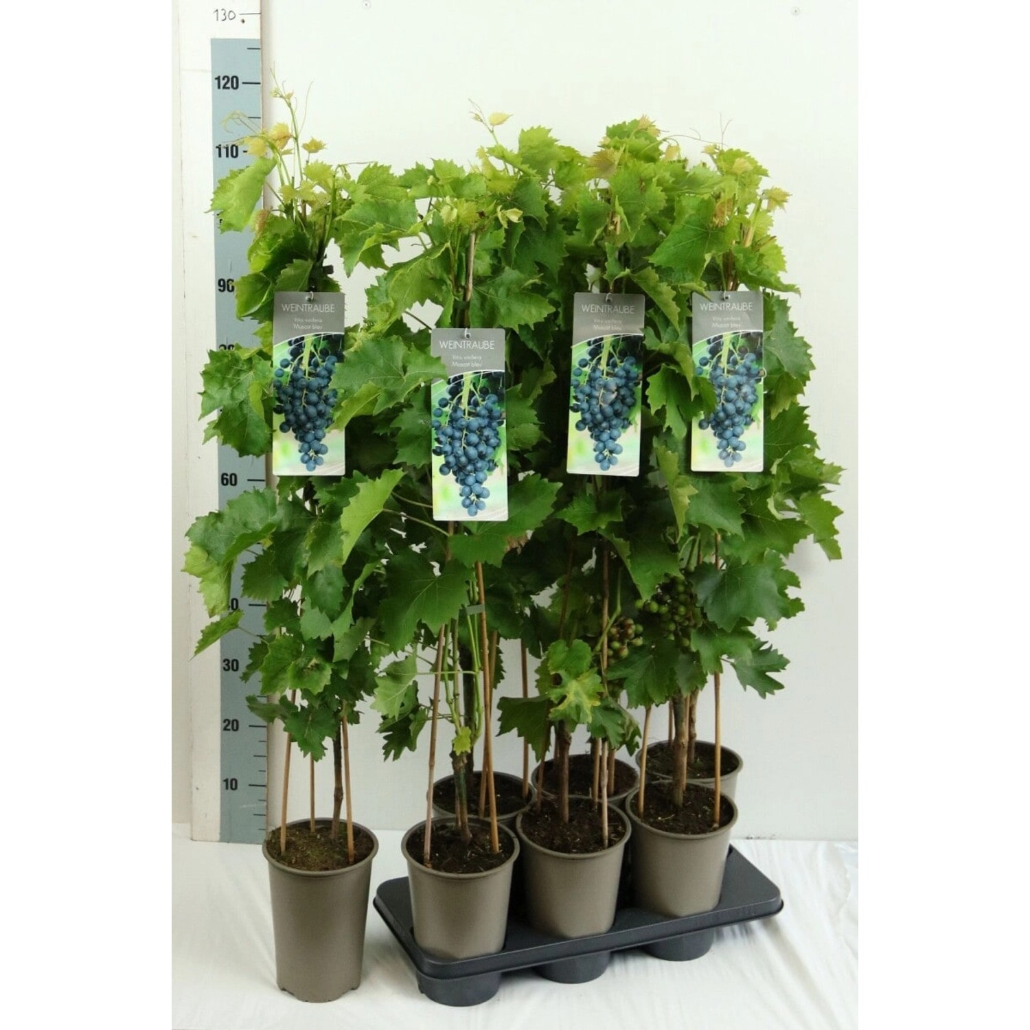 Vitis Vinifera Muscat Bleu Weinrebe Blau 80–100 cm günstig online kaufen