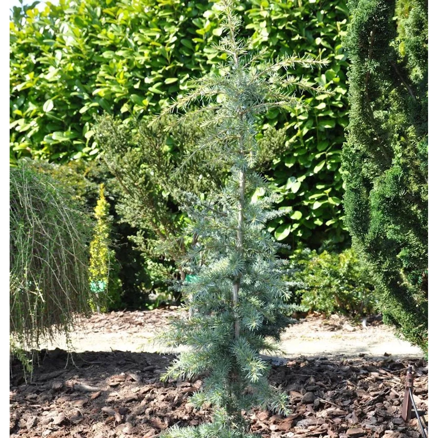 Himalaya-Zeder Karl Fuchs 60-80cm - Cedrus deodara