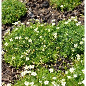 Nahaufnahme von Sternmoos 'Irish Moos' (Sagina subulata) mit kleinen, weißen Blüten.