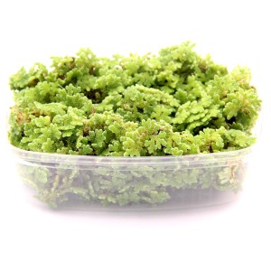 Dennerle Aquariumpflanze Azolla Filiculoides Portion in Kunststoffschale, grüne Schwimmpflanze.