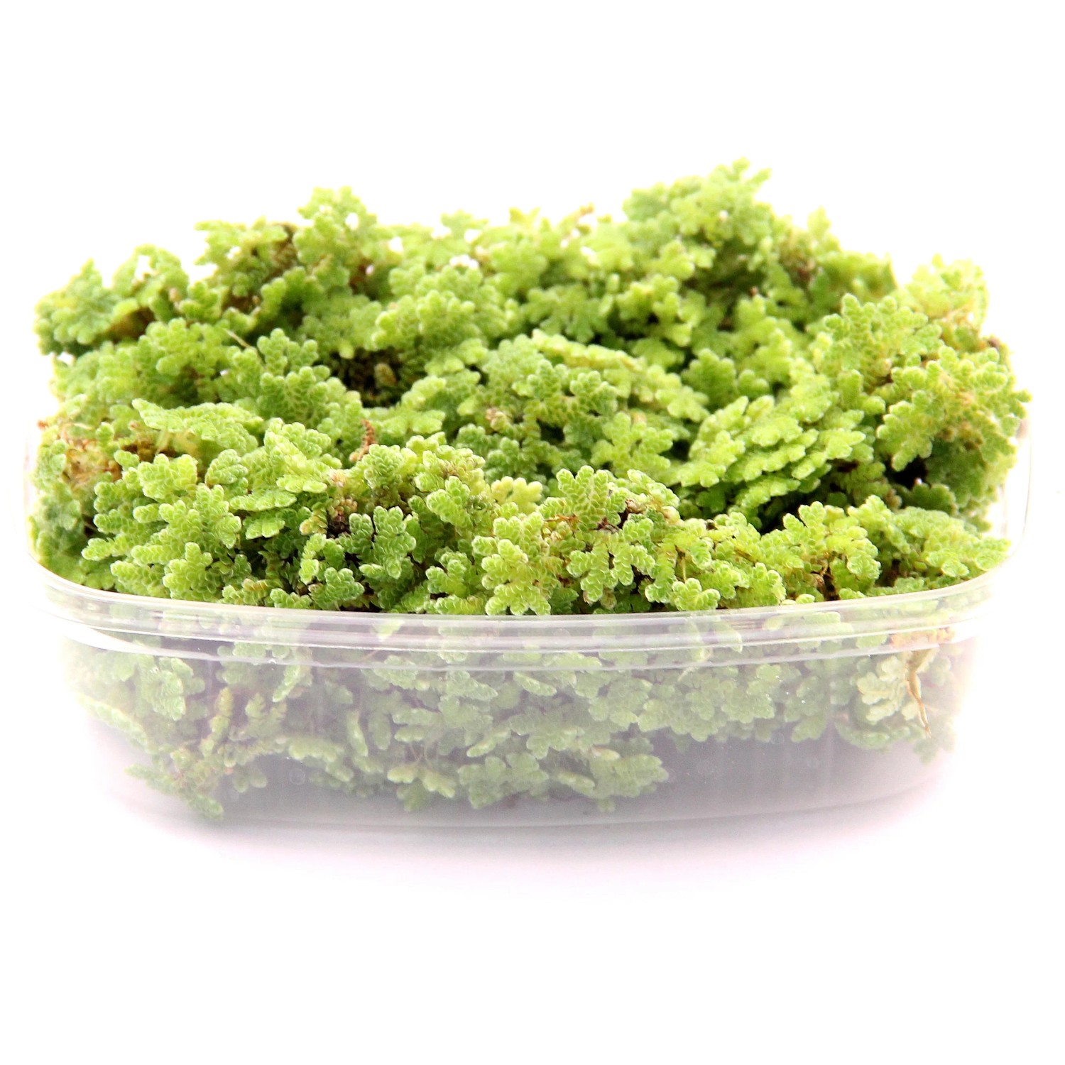 Dennerle Aquariumpflanze Azolla Filiculoides Portion in Kunststoffschale, grüne Schwimmpflanze.