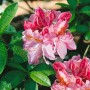 Blühender Rhododendron Luteum Cecile mit rosa-gelben Blüten und grünen Blättern.