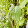 Nahaufnahme: Grüne Blätter der Baumfink Kornelkirsche (Hartriegel) im Garten.