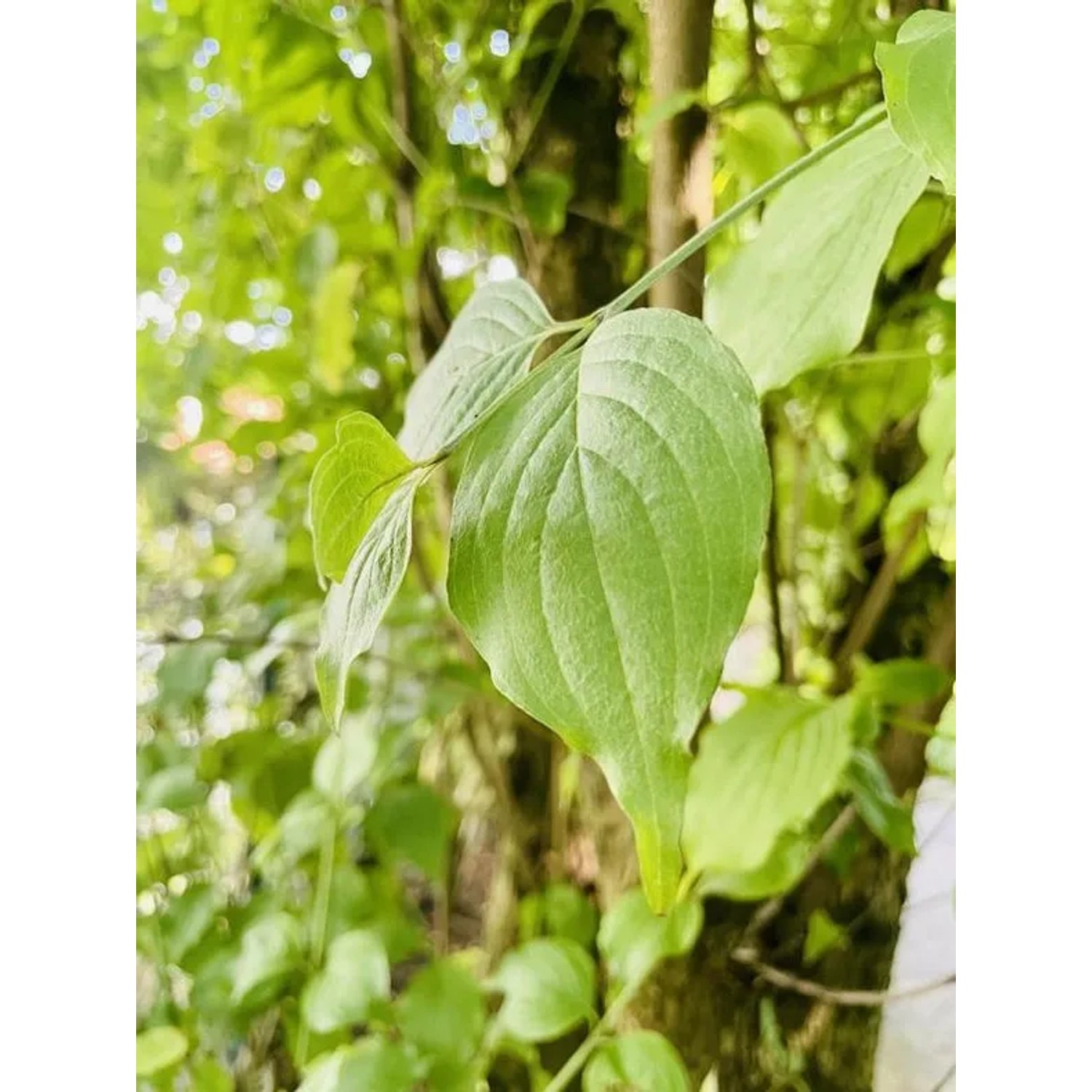 Nahaufnahme: Grüne Blätter der Baumfink Kornelkirsche (Hartriegel) im Garten.