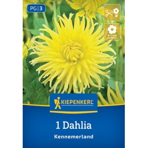 Kiepenkerl Kaktus-Dahlie Kennemerland