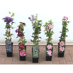 Fünf Clematis-Pflanzen in Töpfen mit violetten, rosa und blauen Blüten.