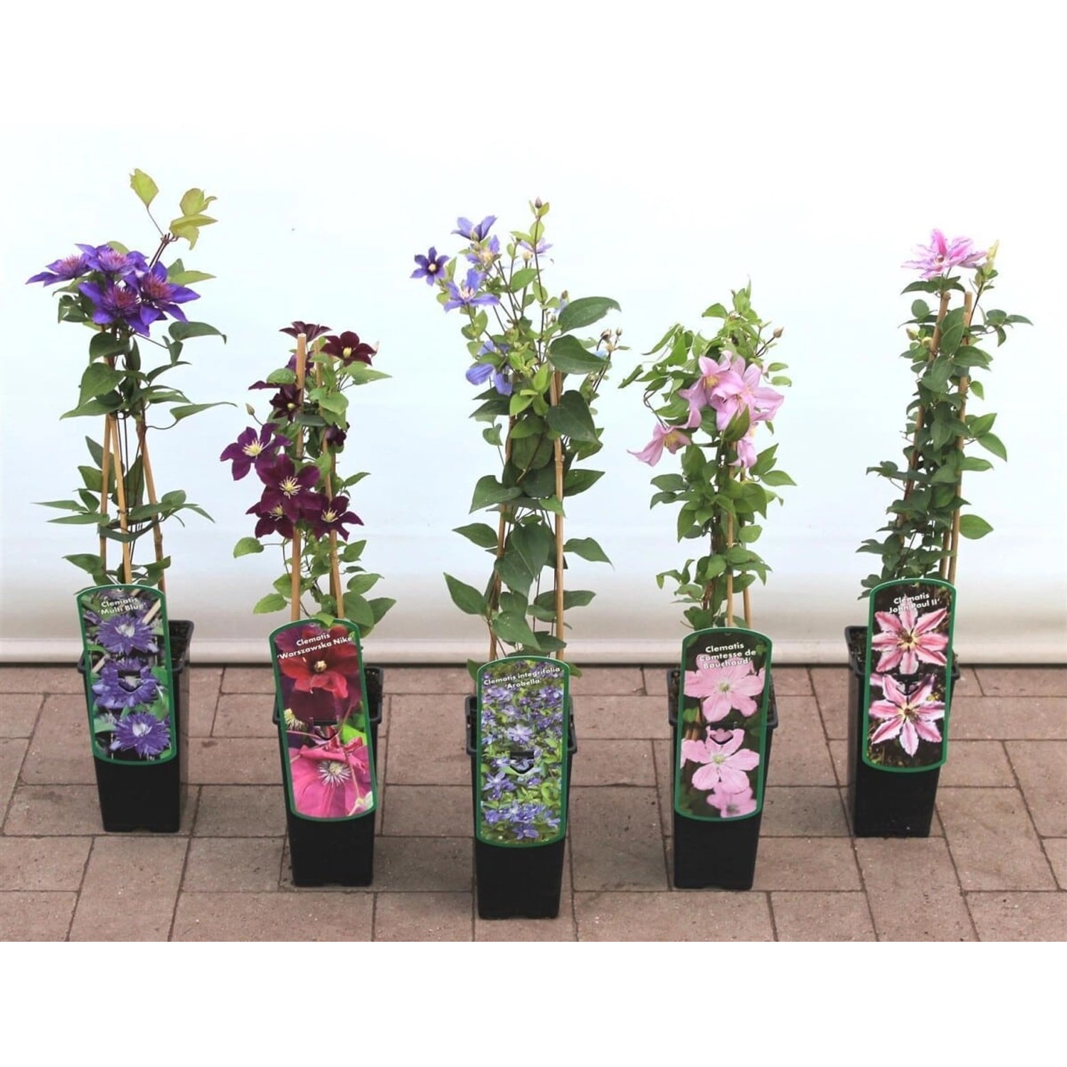Clematis Viticella Polish Spirit Waldrebe Violett 40–60 cm günstig online kaufen