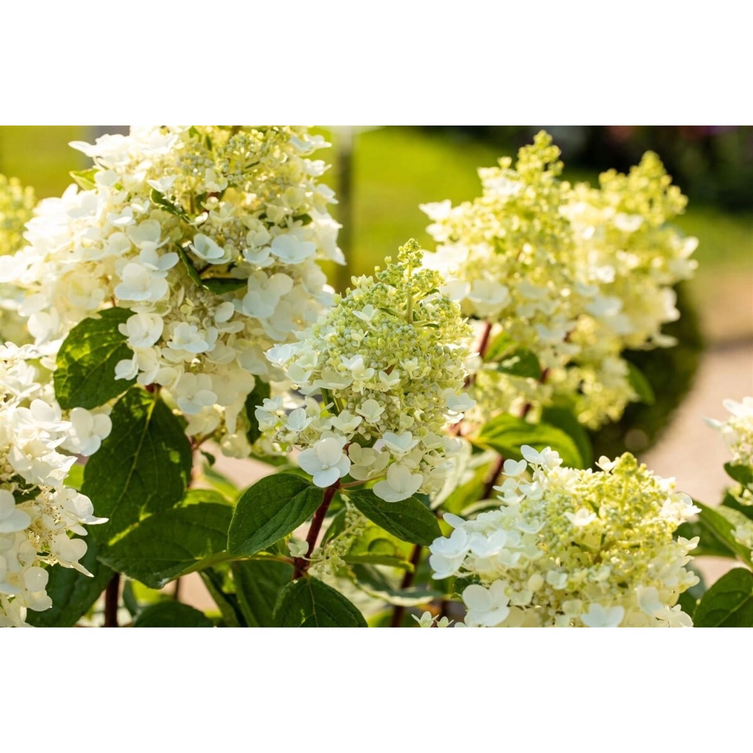 Rispenhortensie Baby Lace mit cremeweißen Blüten im Garten.