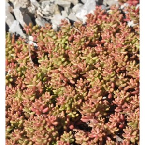 Nahaufnahme des Niedrigen Weißen Mauerpfeffers 'Murale' (Sedum album) mit rötlich-grünen Blättern.