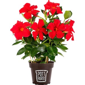 Pottburri Dipladenie im Topf, rote Blüten und grüne Blätter. Blühende Kübelpflanze.