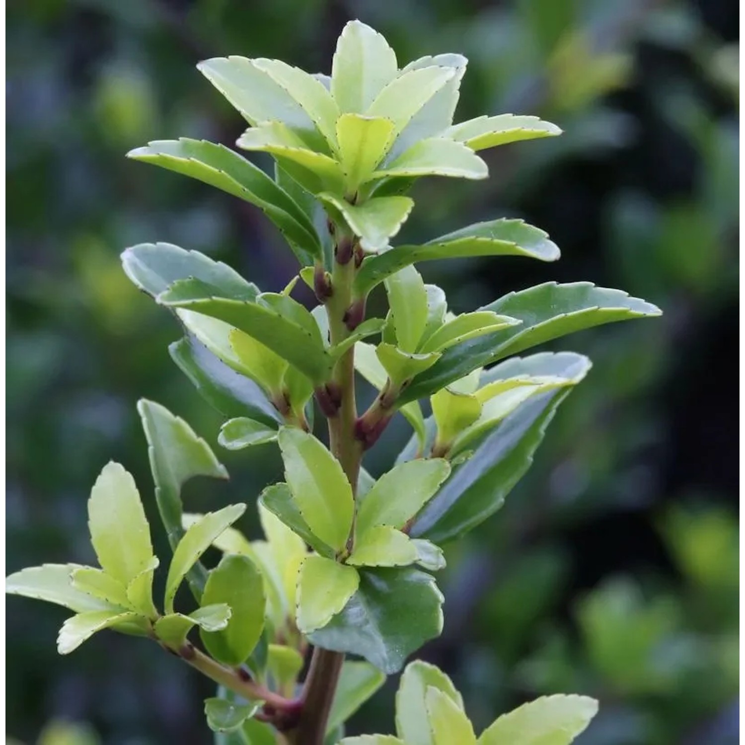 Hochstamm Chinesische Hecken Ilex 60-80cm - Ilex maximowicziana kanehirae
