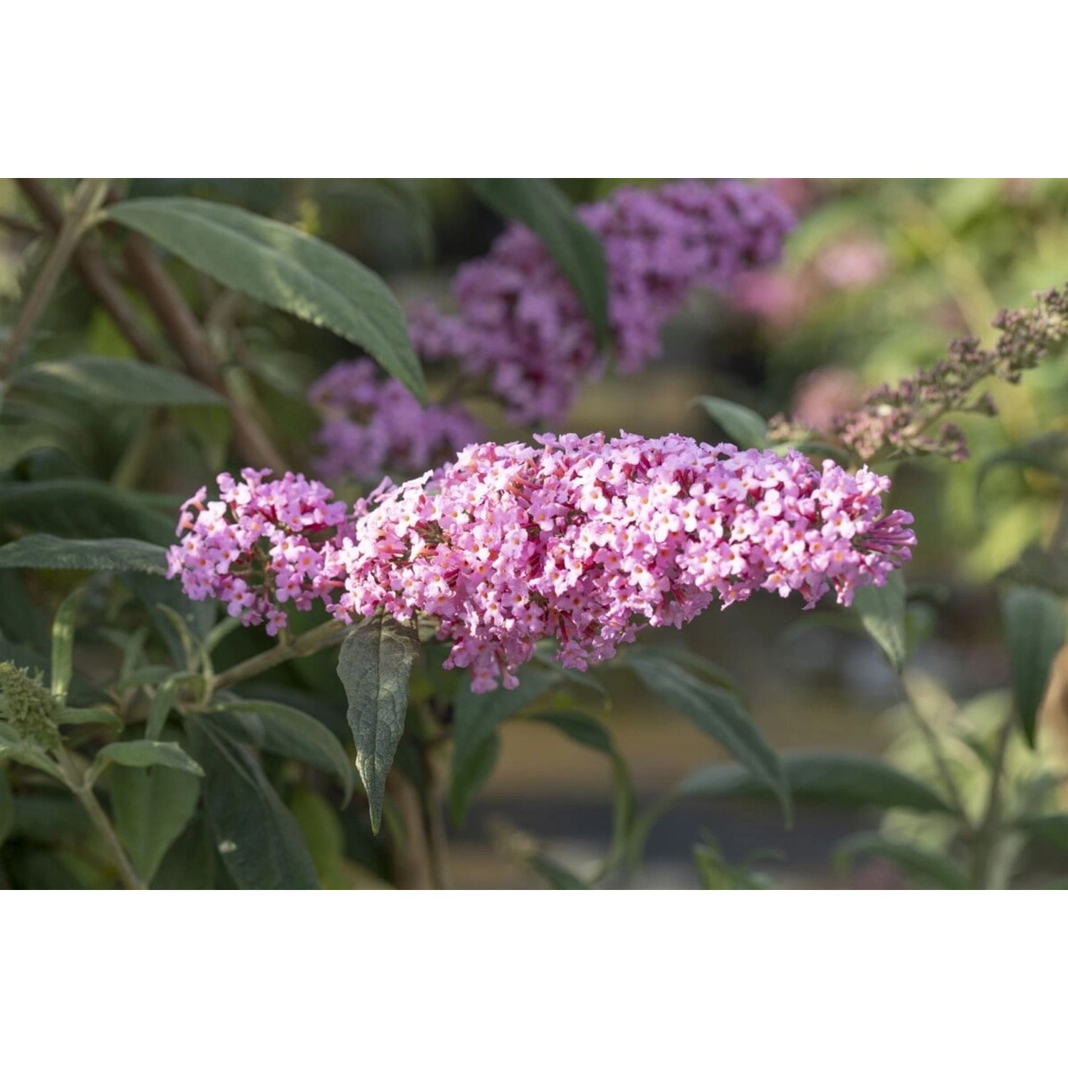 Buddleja Davidii Schmetterlingsstrauch Fascination 100-125 cm günstig online kaufen