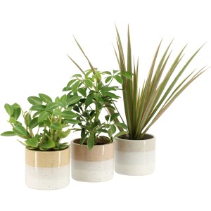 Drei Grünpflanzen im Two-Tone Keramiktopf (Birkenfeige, Drachenbaum, Strahlenaralie).