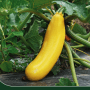 Samenpackung Chili Piccante A Mazzetti von Deine Gartenwelt mit roten Chilis.