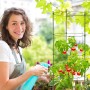 Grüne, runde Rankhilfe stützt Tomatenpflanze auf Balkon. Frau gießt. Ideal für Kletterpflanzen, höhenverstellbar.