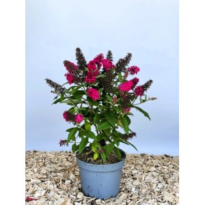 Kompakter Zwerg Sommerflieder 'Little Ruby' als Topfpflanze mit rubinroten Blüten auf Holzspänen. Für Garten & Balkon.
