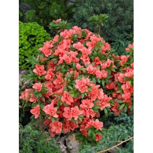 Rosa Rhododendron Obtusum 'Cherie' Azalee mit üppigen Blüten im Garten.