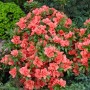 Rosa Rhododendron Obtusum 'Cherie' Azalee mit üppigen Blüten im Garten.