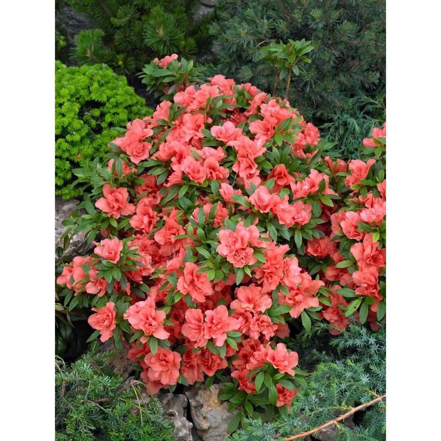 Rosa Rhododendron Obtusum 'Cherie' Azalee mit üppigen Blüten im Garten.