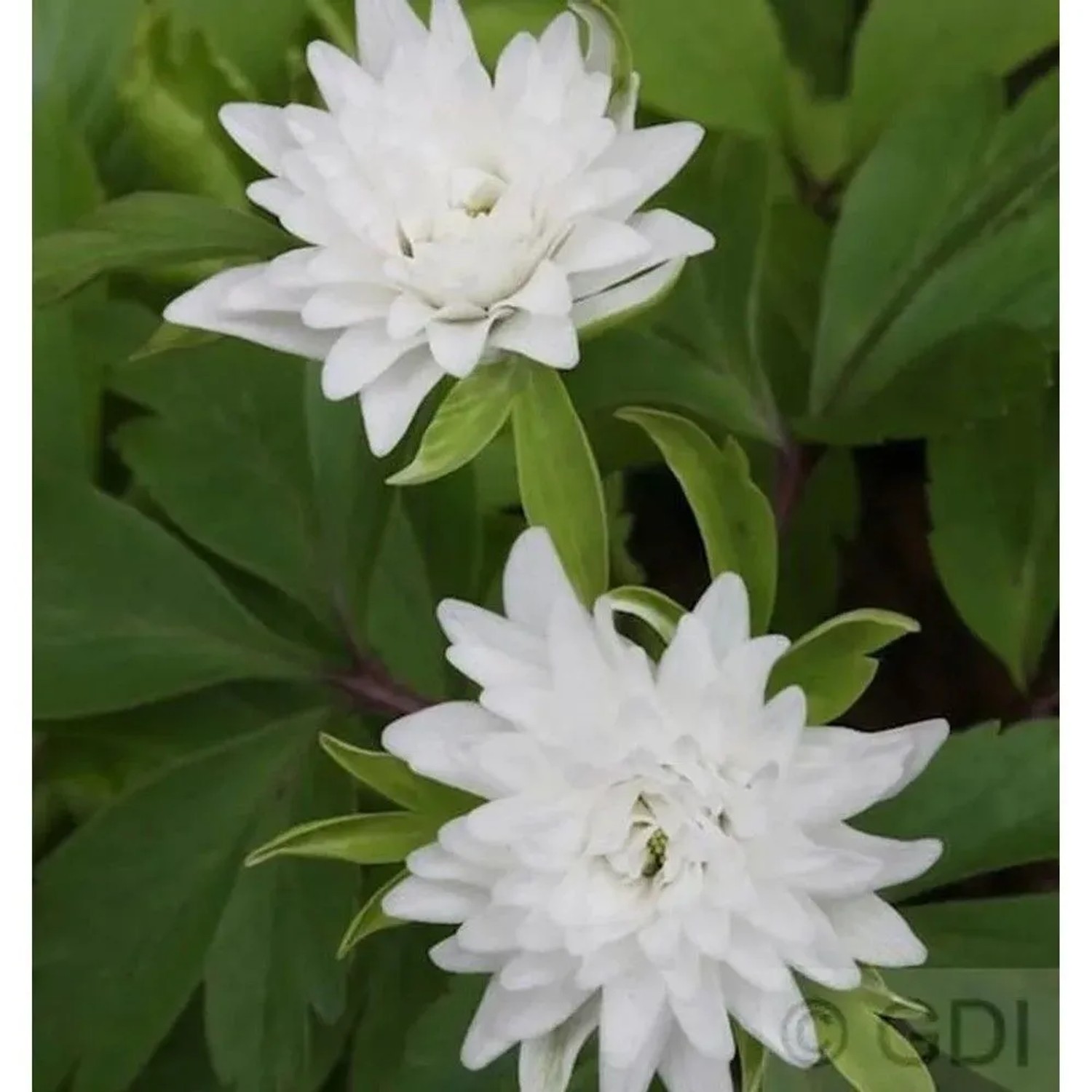 Buschwindröschen Blue Eyes - Anemone nemorosa