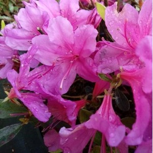 Nahaufnahme der rosa Blüten der kriechenden Zwerg-Azalee Iguazu (Rhododendron nakaharai).