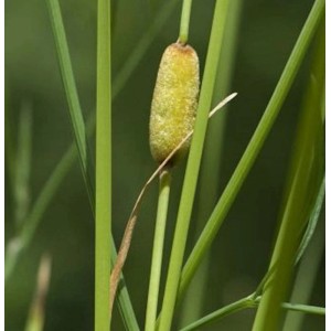 Schmalblättriger Rohrkolben (Typha laxmannii) mit grünem Stängel und Kolben.
