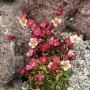 Moossteinbrech Rosenzwerg Rosa: Stauden mit rosafarbenen Blüten zwischen Steinen im Garten.