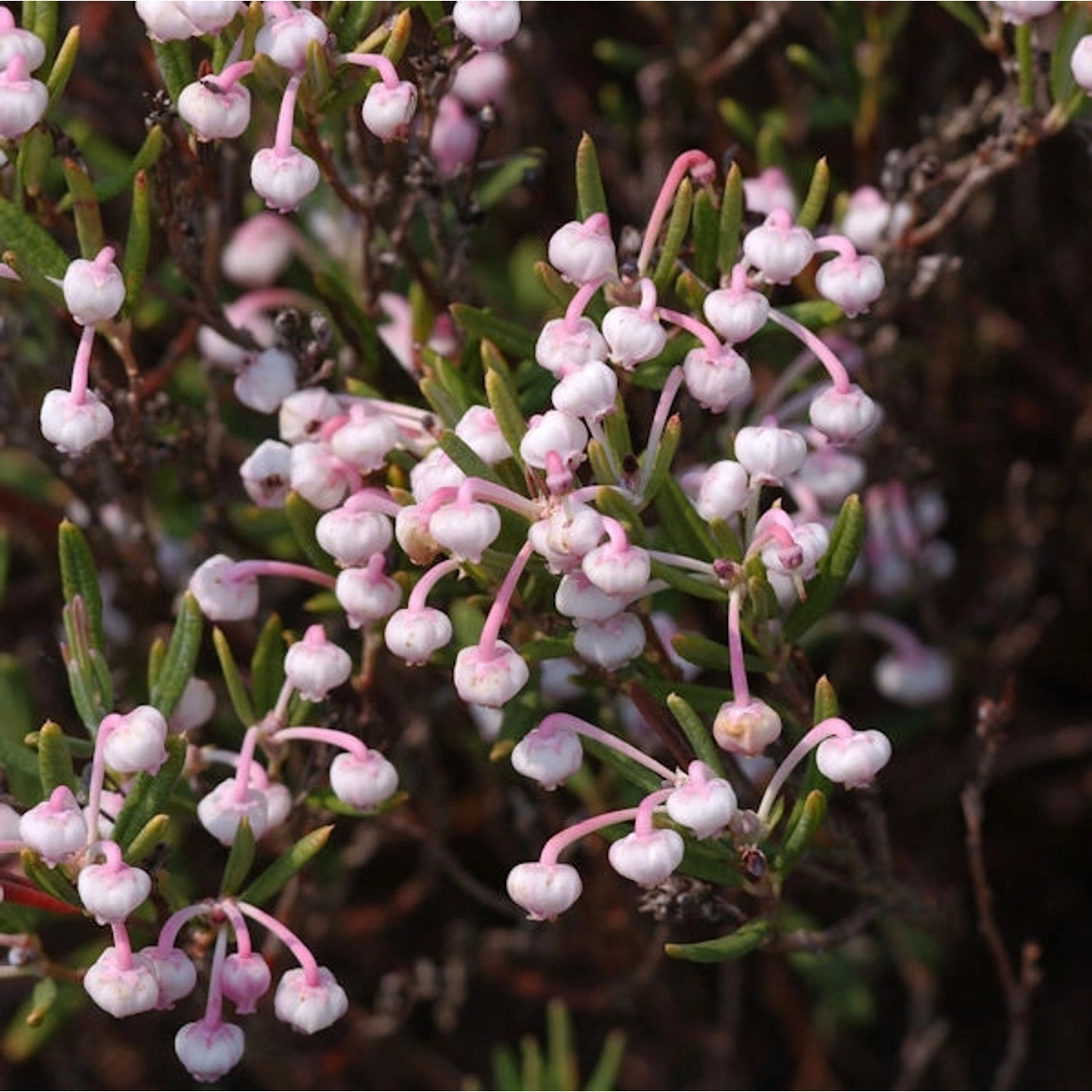 Lavendelheide Nikko - Andromeda polifolia