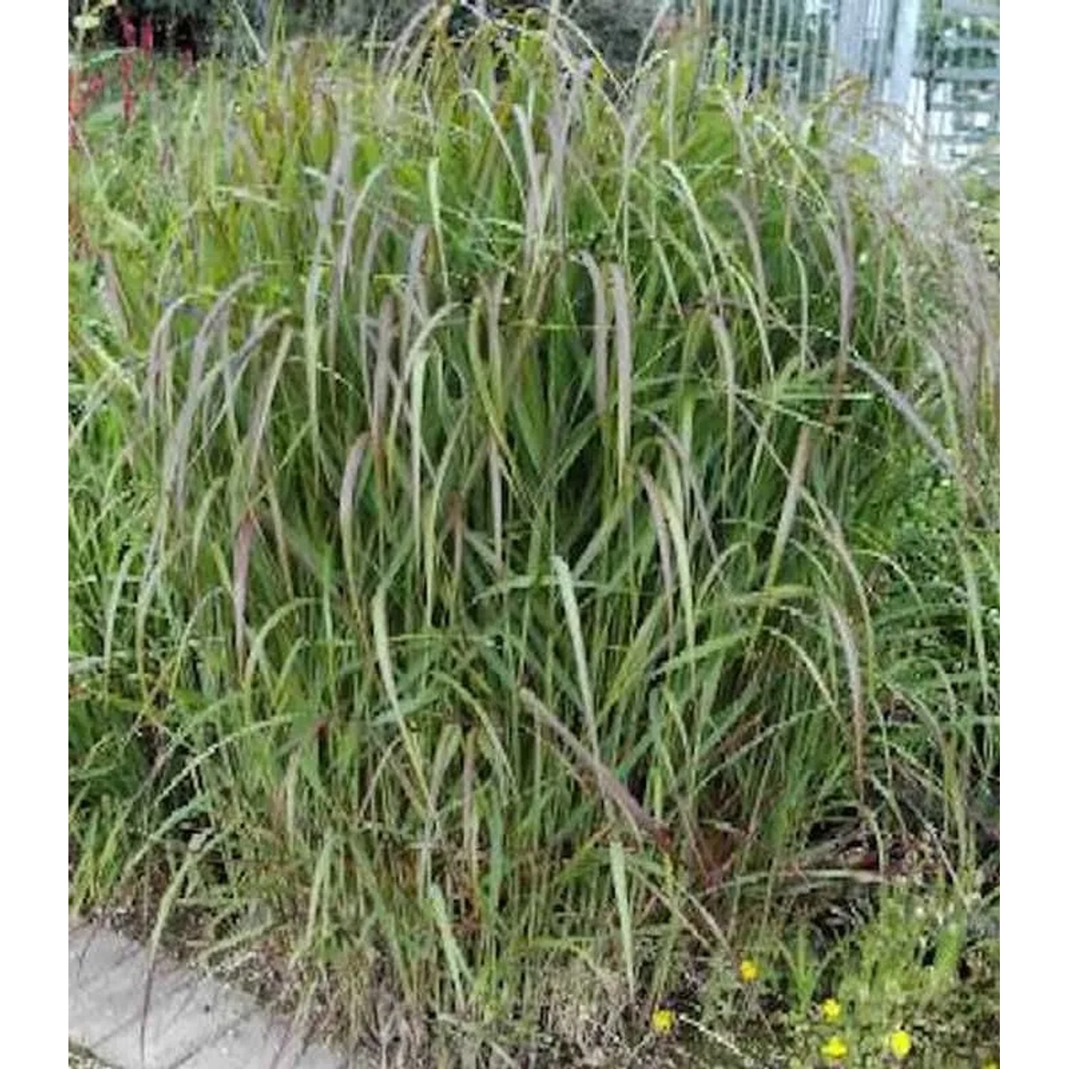 Rutenhirse Hänse Herms - großer Topf - Panicum virgatum