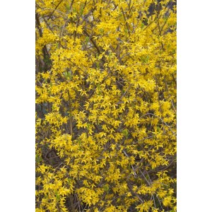 Üppig blühender Goldglöckchen-Strauch Forsythia Minigold mit leuchtend gelben Blüten.