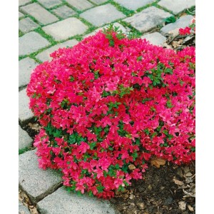Leuchtend roter Rhododendron Obtusum Diamant Rot, 20–25 cm hoch, blühend im Garten.
