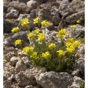 Immergrünes Felsenblümchen Draba aizoides mit gelben Blüten im Steingarten.