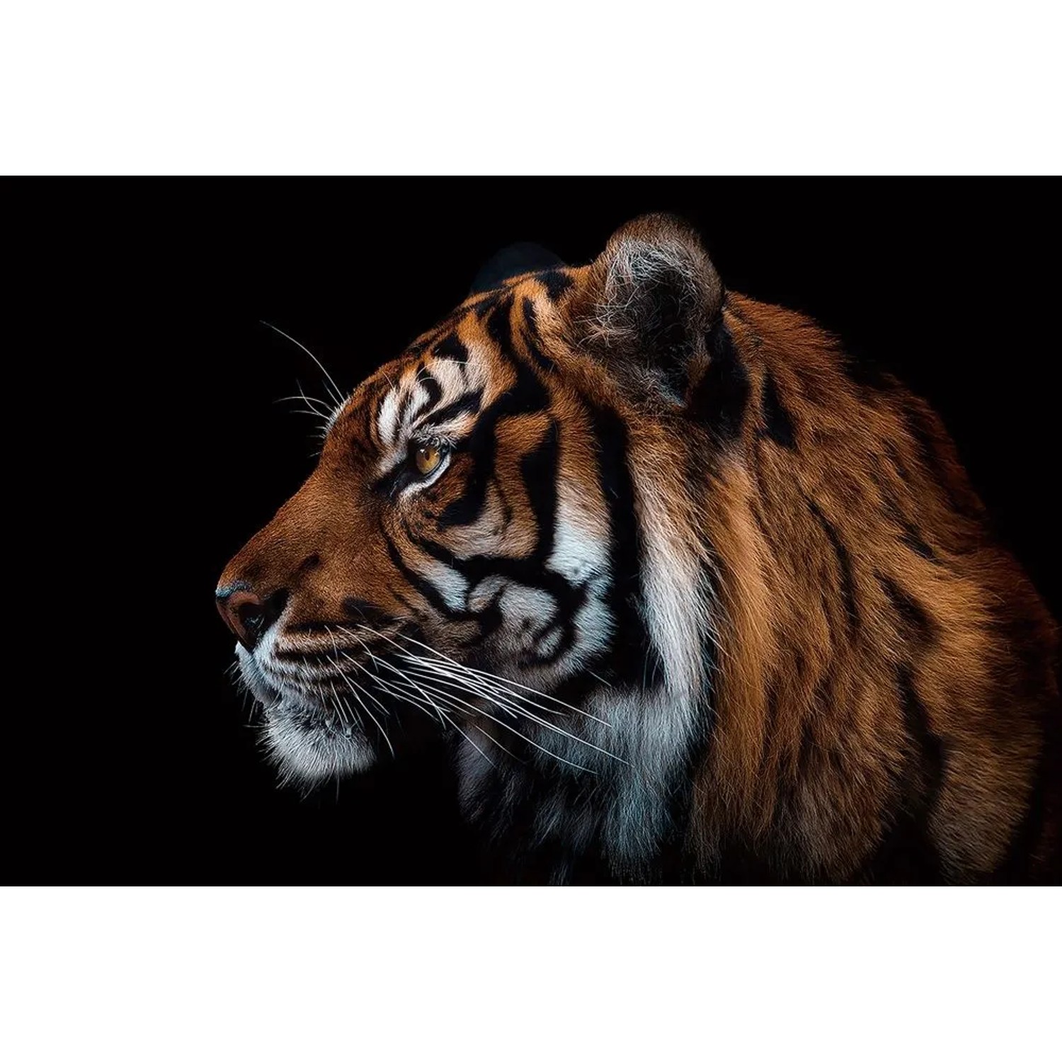 Art Universe Leinwandbild Sibirischer Tiger 80 x 120 cm