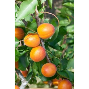 Aprikose 'Temporao de Villa France' am Baum mit reifen, orangefarbenen Früchten und grünen Blättern.