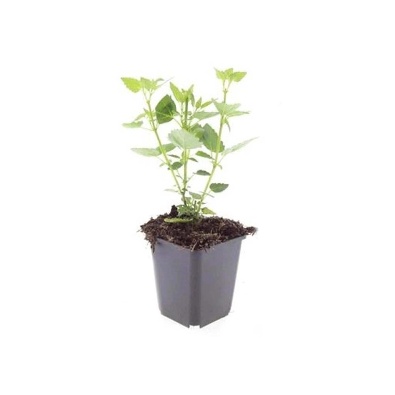 Exotenherz Zierstaude Duftnessel Agastache Rugosa Blue Fortune 9cm Topf Set günstig online kaufen