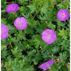 Nahaufnahme von blühendem Storchenschnabel Nanum (Geranium sanguineum) mit grünen Blättern.