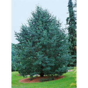 Blaue Limber-Kiefer 'Vanderwolfs Pyramid' (30–40 cm) als Hausbaum im Garten.